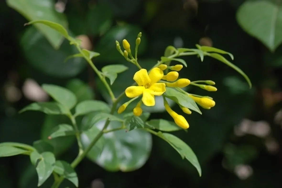 Pianta di Jasminum humile