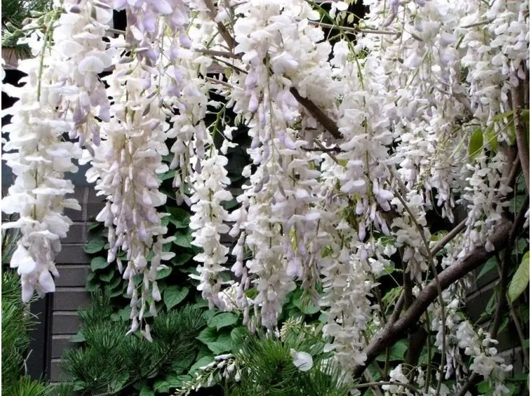Dettagli della fioritura del glicine bianco