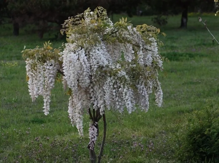 Glicine bianco coltivato ad alberello