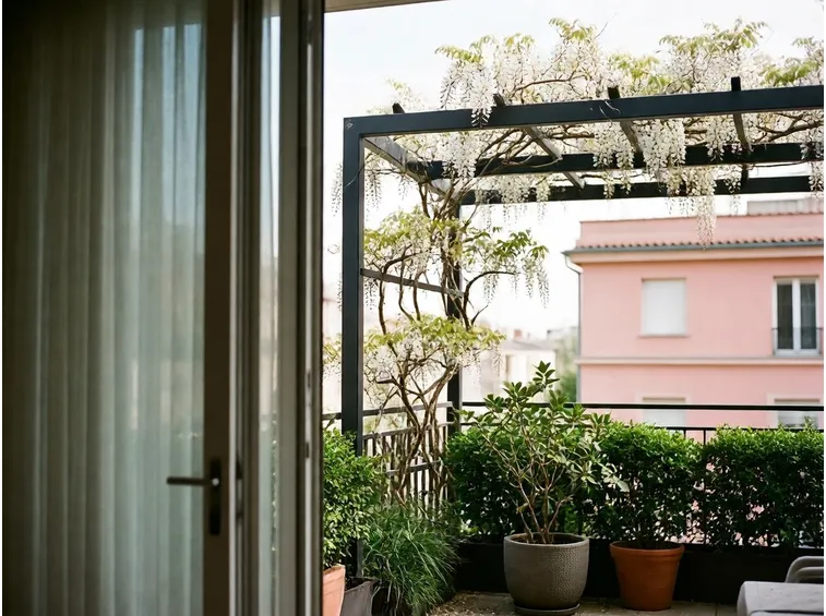 Glicine bianco coltivato sul balcone