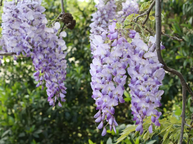 Fiori glicine