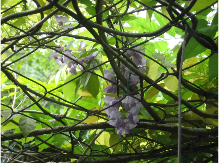 Glicine rampicante