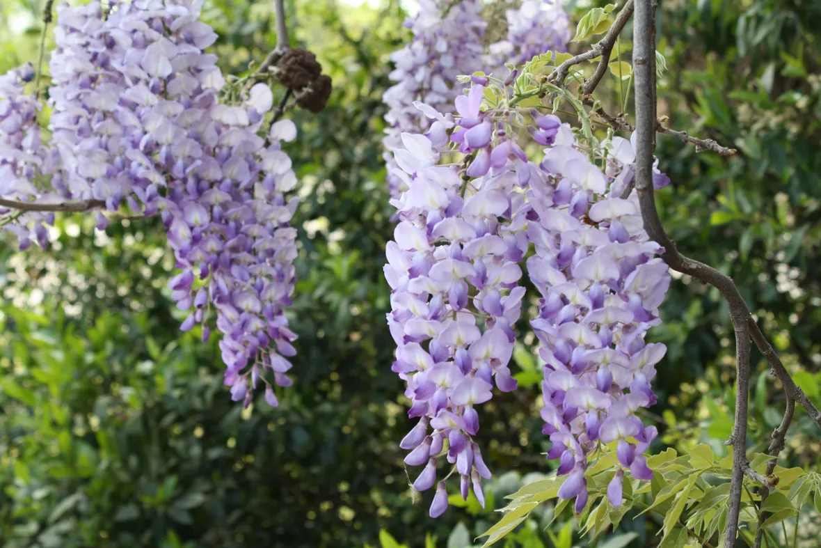 Fiori glicine