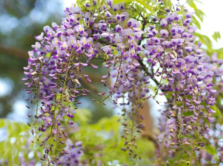 fiori di glicine
