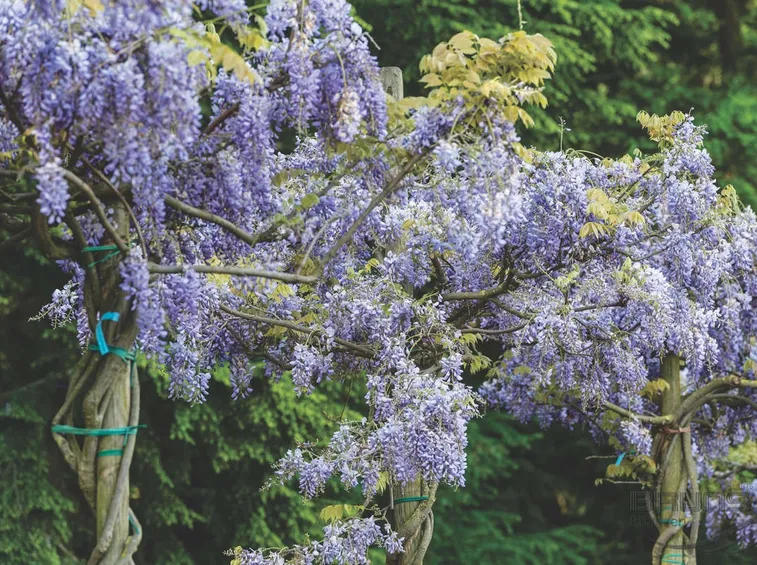 Wisteria piante