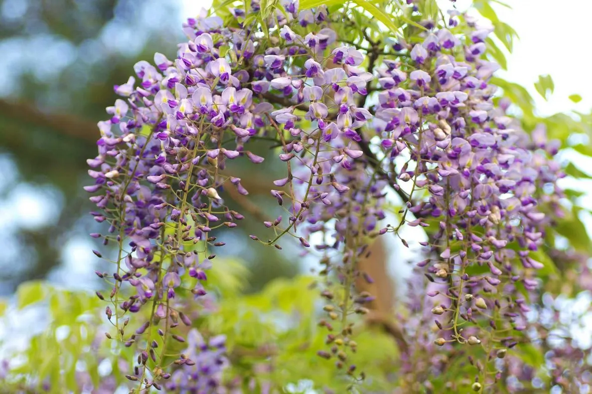 fiori di glicine