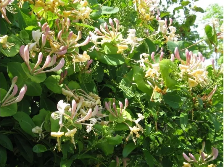 Lonicera Caprifolium