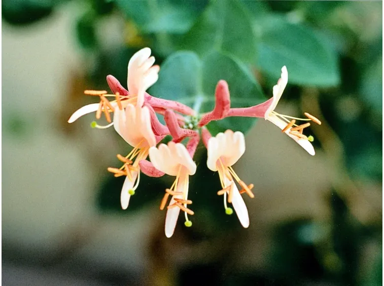 I fiori della Lonicera Caprifolium