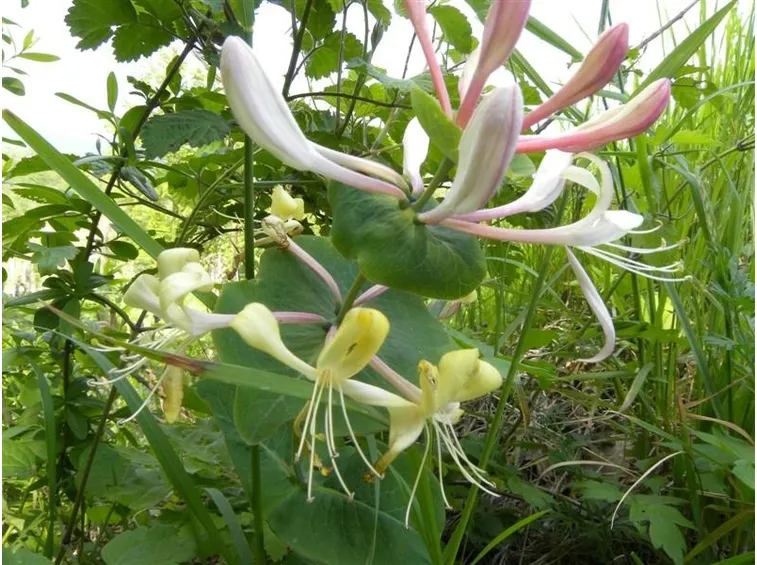 Una Lonicera Caprifolium allo stato spontaneo, Friuli Venezia Giulia, Italia