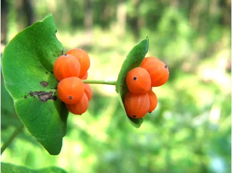 Bacche di caprifoglio