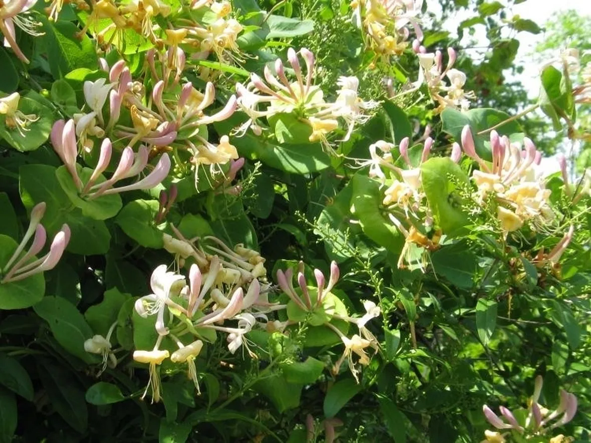 Lonicera Caprifolium