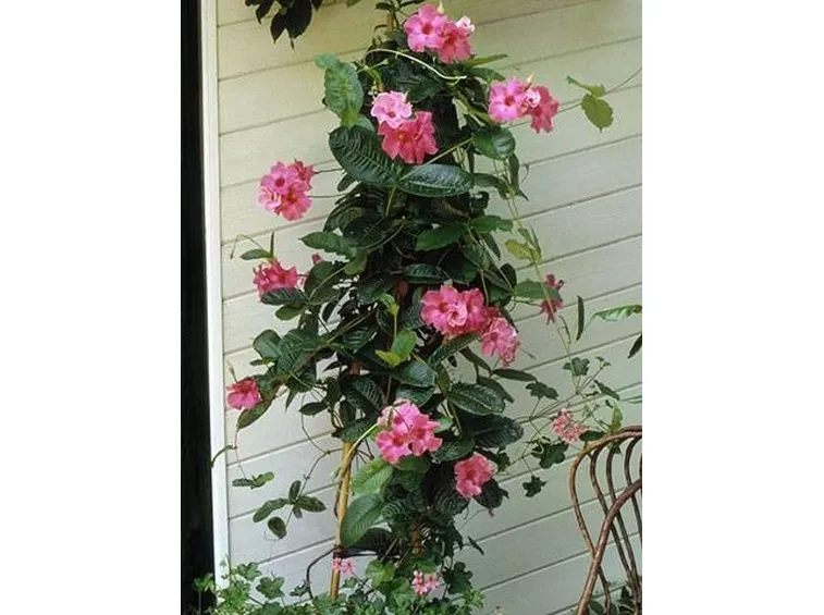 Mandevilla