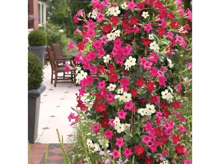 Mandevilla