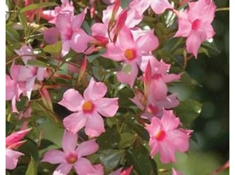 Mandevilla