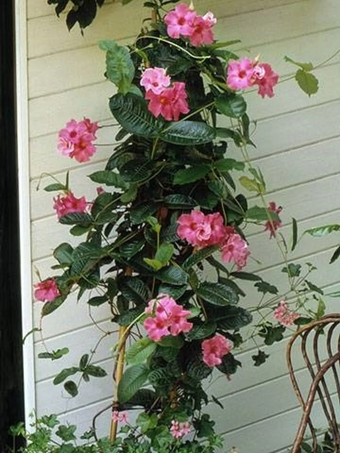 Mandevilla