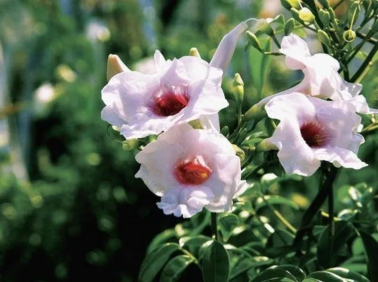 Pandorea jasminoides