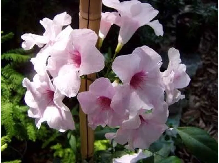 Pandorea jasminoides