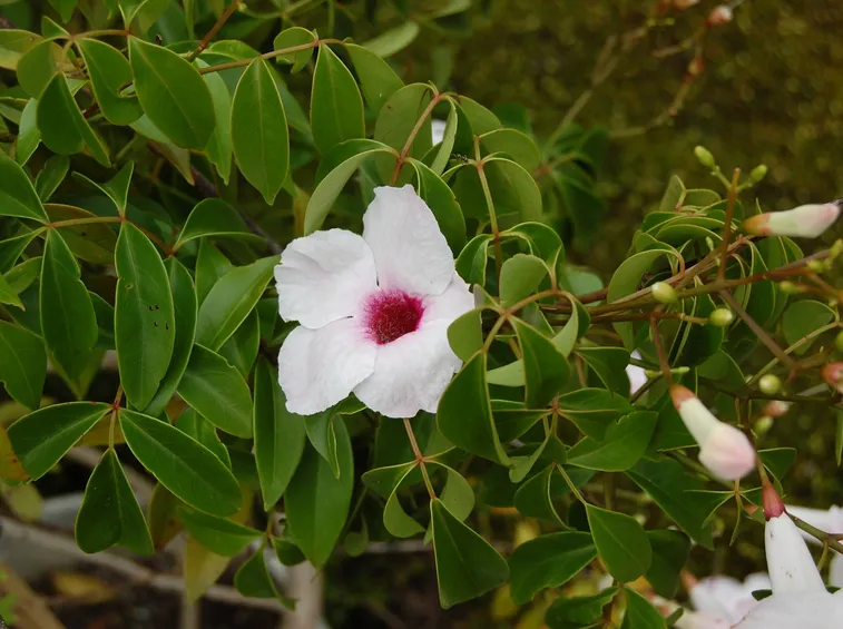Pandorea jasminoides