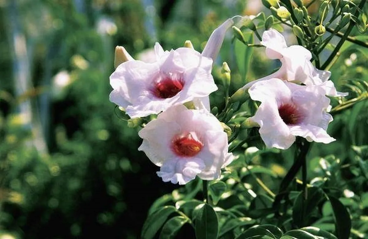 Pandorea jasminoides