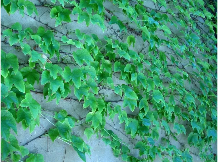 Parthenocissus tricuspidata