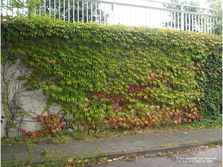 Foglie di Parthenocissus tricuspidata