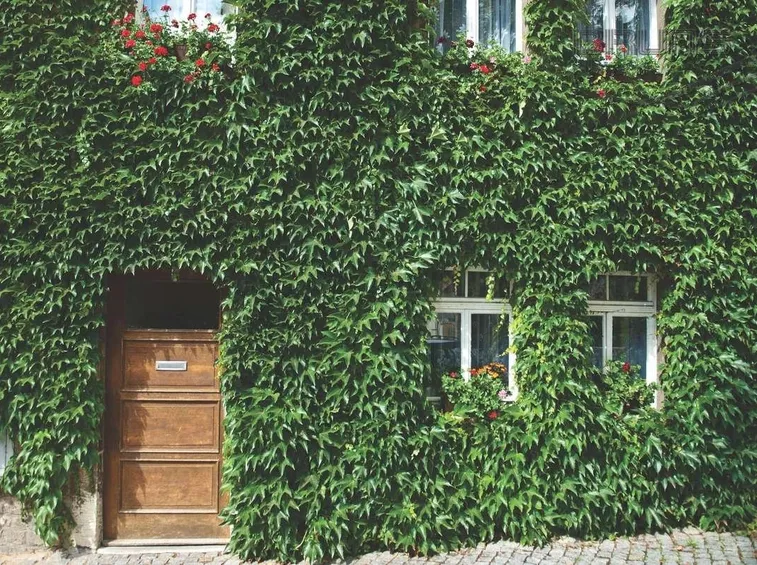 Parthenocissus tricuspidata su parete