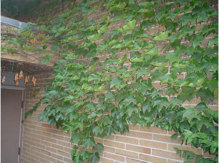 Muro con rampicante di Parthenocissus tricuspidata