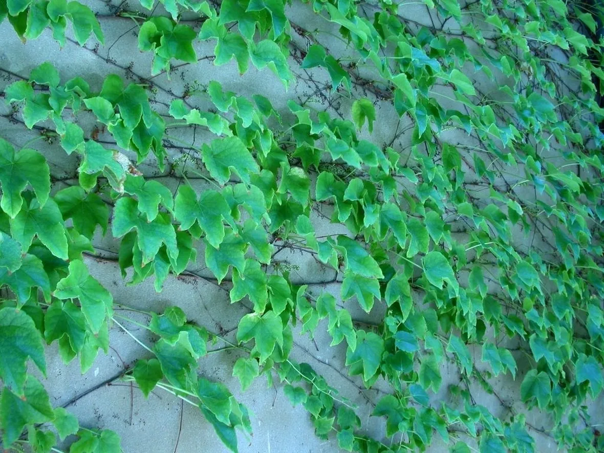 Parthenocissus tricuspidata