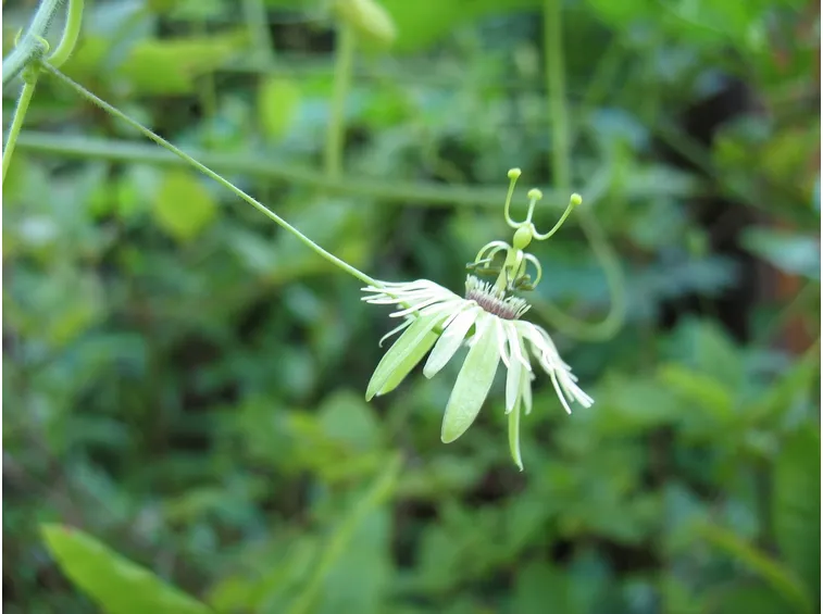 Fiore passiflora