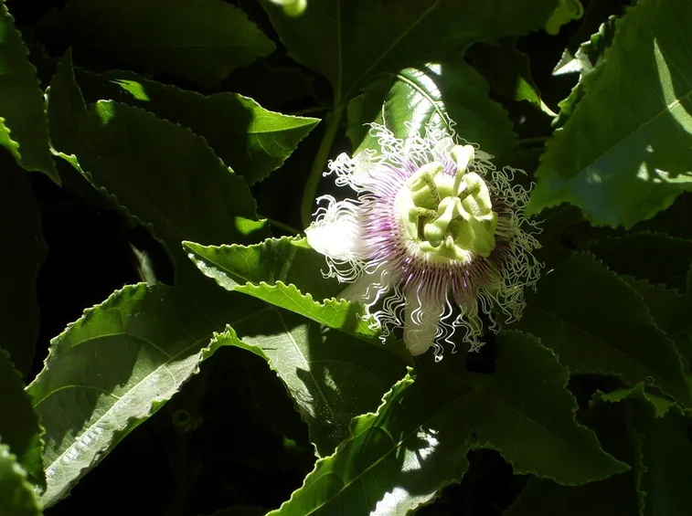 Pianta frutto della passione