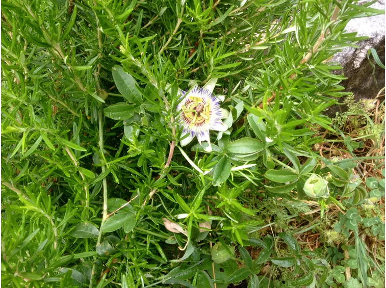 Passiflora pianta