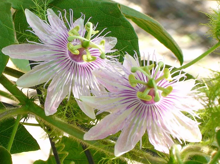 Fiore passiflora