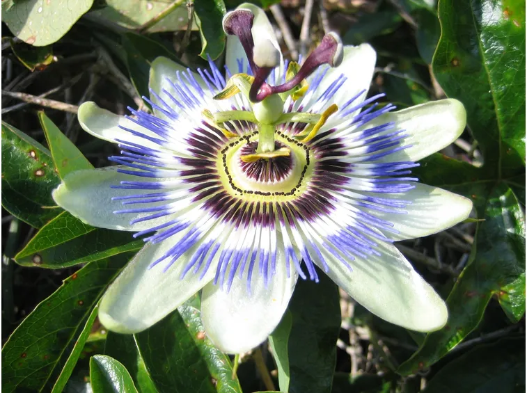 Fiore di passiflora