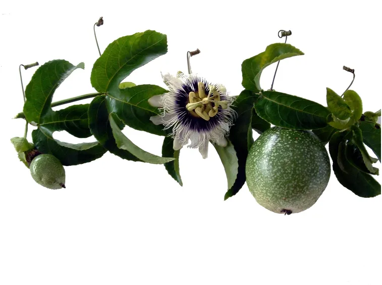 Fiori e frutti della passiflora