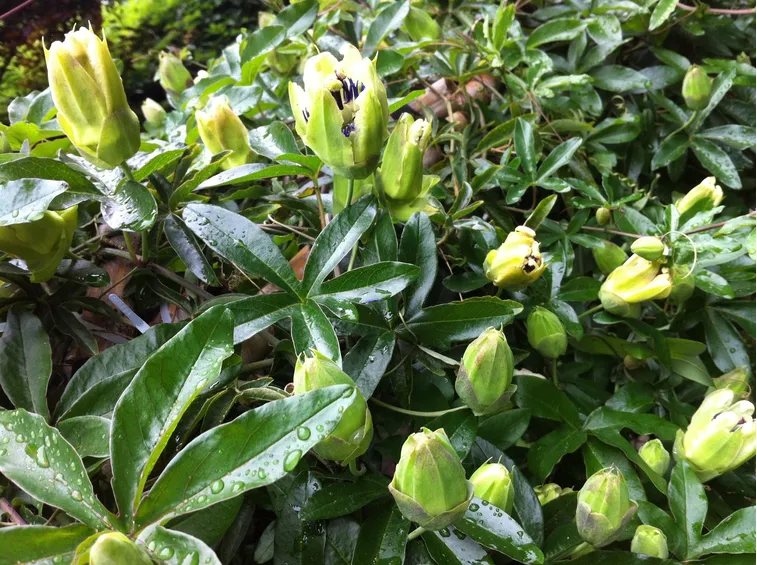 Passiflora rampicante