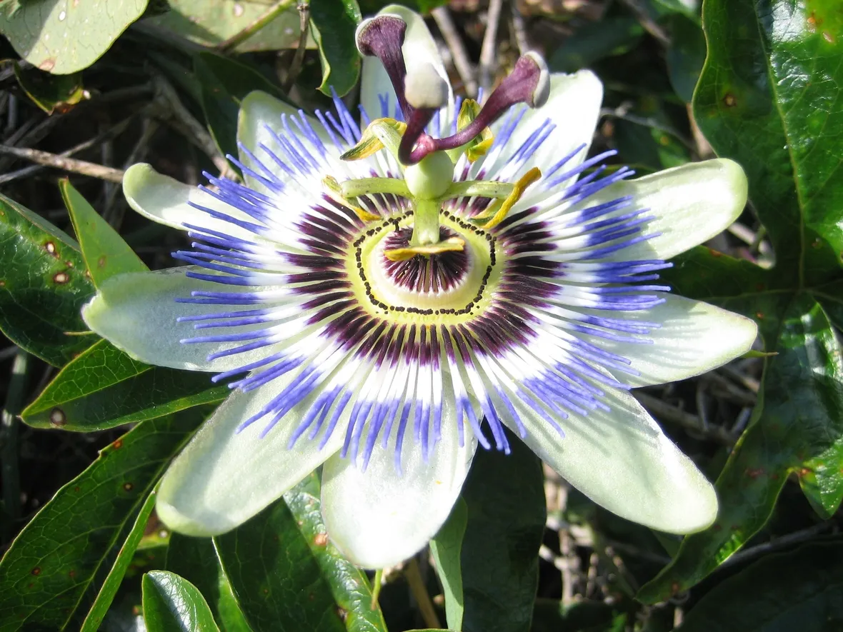 Fiore di passiflora