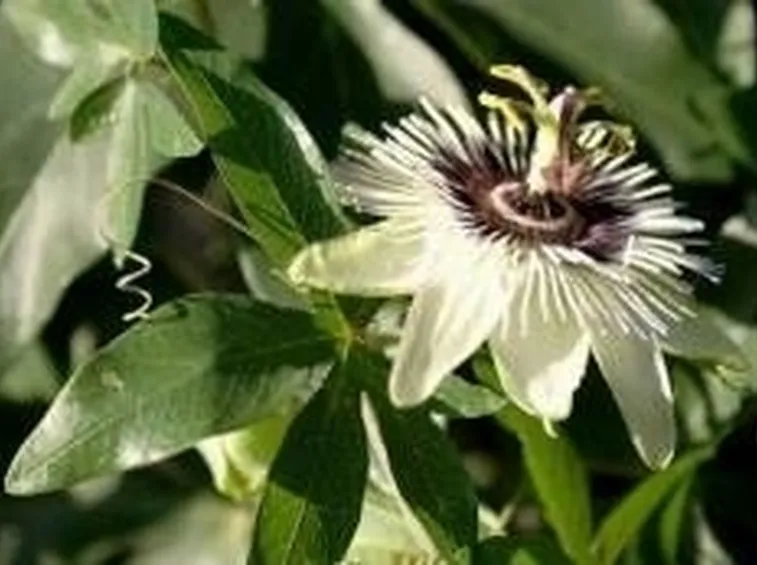 passiflora