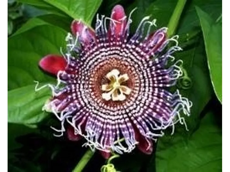 passiflora3