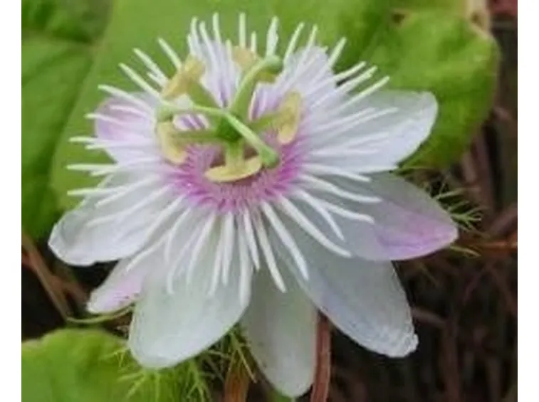 passiflora4