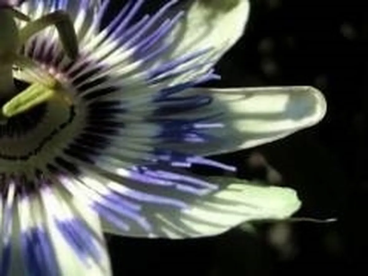 passiflora1