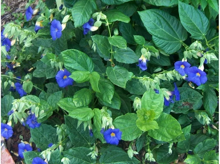 Piante e fiori di Thunbergia