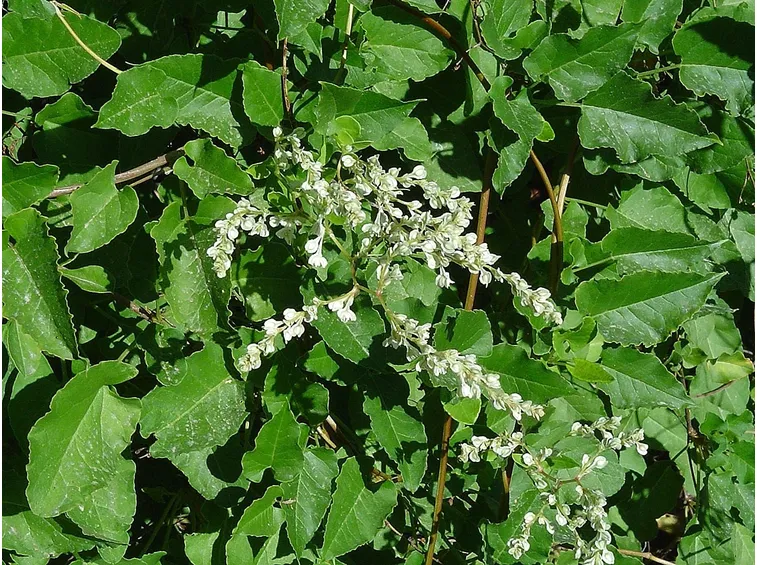 Fogliame e fiori di Poligono aubertii