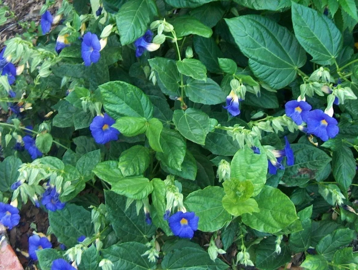 Piante e fiori di Thunbergia