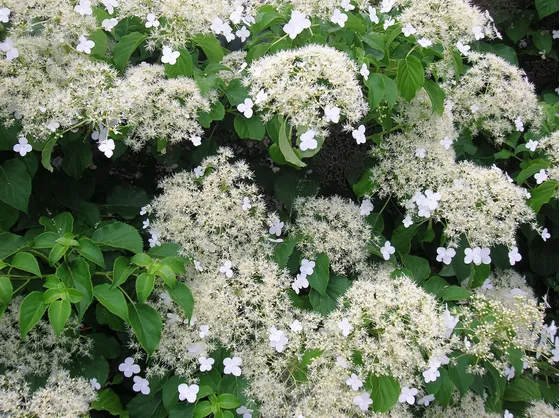 Pianta rampicante in fiore di Ortensia