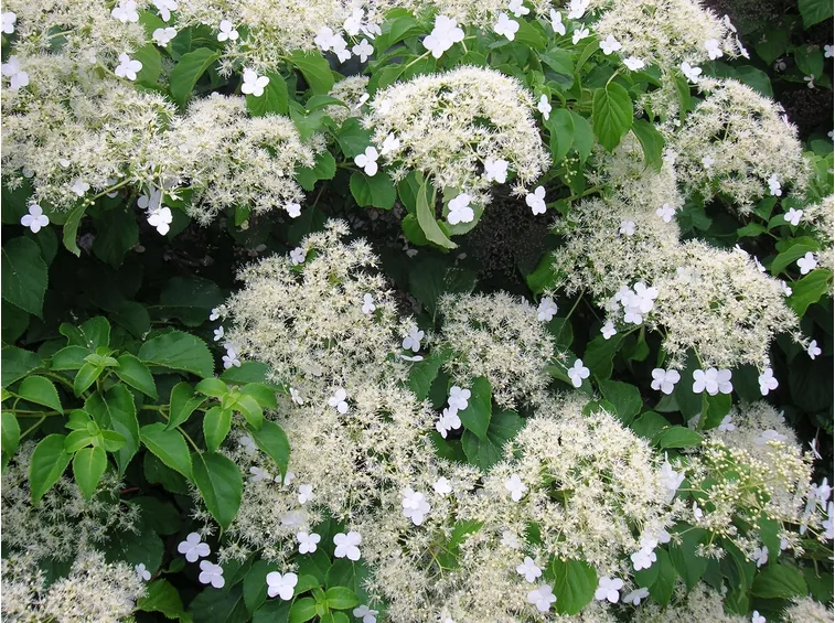 Pianta rampicante in fiore di Ortensia