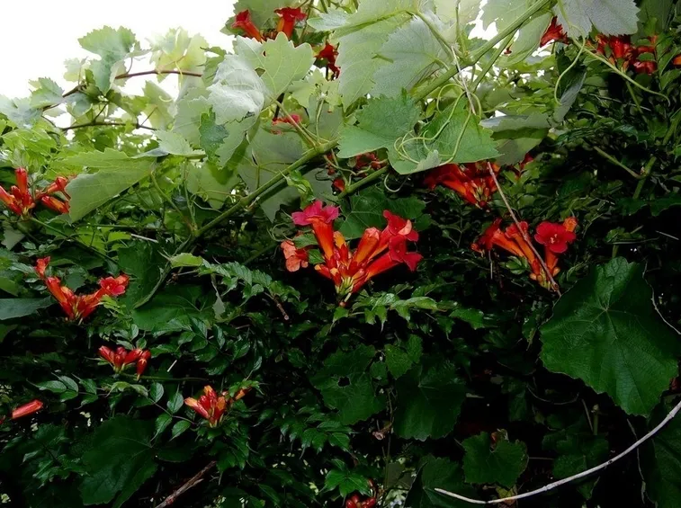 Pianta in fiore di Campsis
