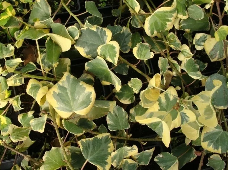 Specie di Edera variegata