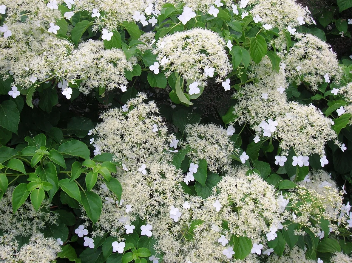 Pianta rampicante in fiore di Ortensia