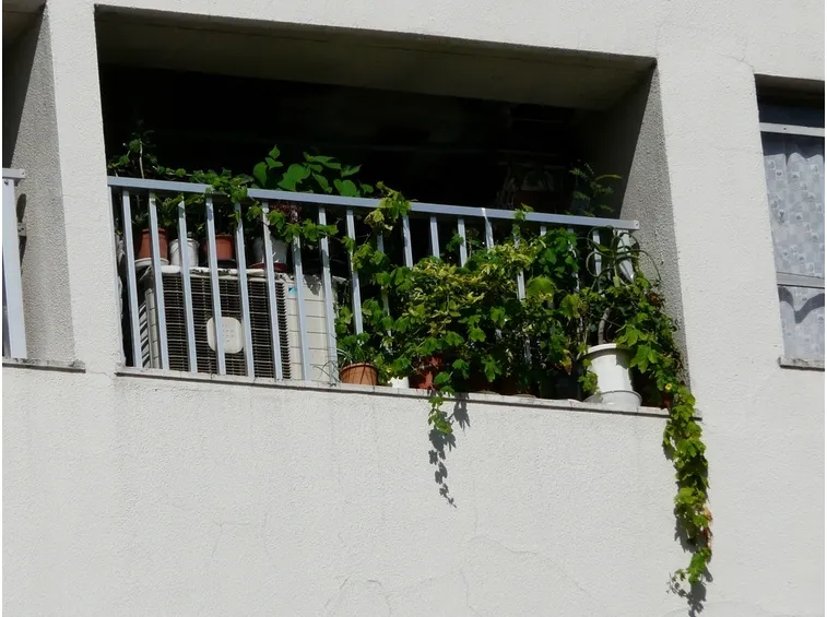 Piccolo terrazzo con rampicanti