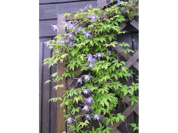 Clematis rampicante